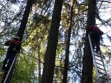 Maibaum_2016 (28).JPG